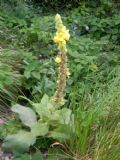 Verbascum phlomoides